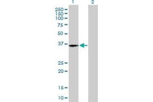 Western Blot analysis of PTGER3 expression in transfected 293T cell line by PTGER3 MaxPab polyclonal antibody. (PTGER3 antibody  (AA 1-388))