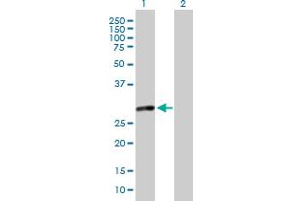 MMS19 anticorps  (AA 1-293)