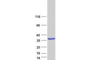 Validation with Western Blot (KCTD1 Protein (Transcript Variant 2) (Myc-DYKDDDDK Tag))