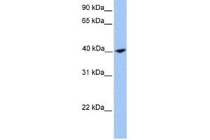 WB Suggested Anti-CNN2 Antibody Titration: 0. (CNN2 antibody  (N-Term))