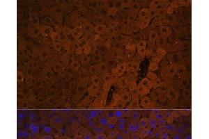 Immunofluorescence analysis of Mouse liver using UGT1A1 Polyclonal Antibody at dilution of 1:100. (UGT1A1 antibody)
