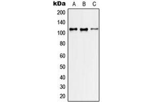 Western blot analysis of GEF H1 expression in HeLa (A), NIH3T3 (B), H9C2 (C) whole cell lysates.