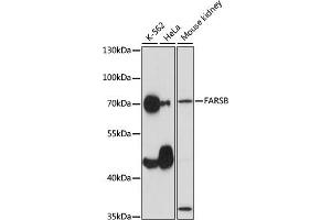 Western blot analysis of extracts of various cell lines, using FARSB antibody (ABIN7269267) at 1:1000 dilution. (FARSB antibody  (AA 240-589))