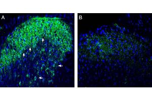 Expression of Connexin-47 in rat spinal cord dorsal horn region. (GJC2 antibody  (AA 100-111))