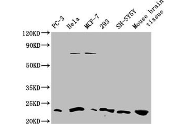 TMEM65 antibody  (AA 63-240)