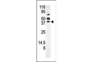 Western blot analysis of anti-NK1 b (ABIN391236 and ABIN2841304) in mouse kidney tissue lysate (35 μg/lane). (PANK1 antibody  (AA 332-360))