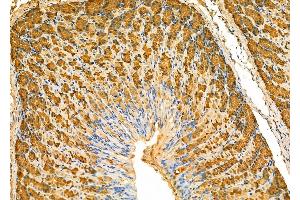 ABIN6266376 and ABIN6277340 at 1/100 staining Mouse stomach tissue by IHC-P. (PGC antibody  (Internal Region))