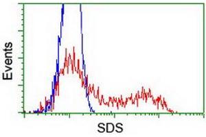 HEK293T cells transfected with either RC217814 overexpress plasmid (Red) or empty vector control plasmid (Blue) were immunostained by anti-SDS antibody (ABIN2455365), and then analyzed by flow cytometry. (serine Dehydratase antibody)