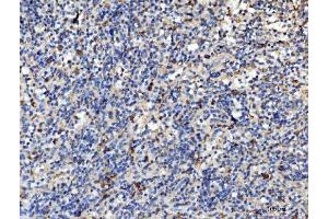 IHC analysis of PLD3 using anti-PLD3 antibody (ABIN7599439). (PLD3 antibody  (AA 1-490))