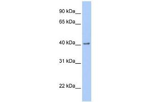 WB Suggested Anti-GFRA2 Antibody Titration: 0. (GFRA2 antibody  (C-Term))