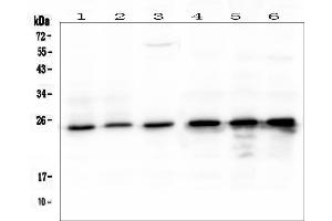 Western blot analysis of mtTFA using anti- mtTFA antibody (pb9447).