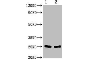 Western Blot Positive WB detected in: 1.