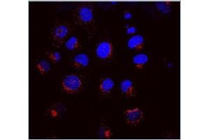 Merged picture of KR-10 (red) with DAPI (blue) in NRK cells. (KDELR1 antibody)