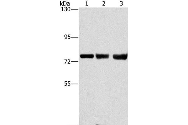 GGCX antibody