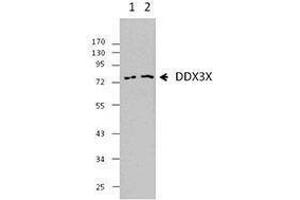Western Blotting (WB) image for anti-DEAD (Asp-Glu-Ala-Asp) Box Polypeptide 3, X-Linked (DDX3X) antibody (ABIN2664926) (DDX3X antibody)