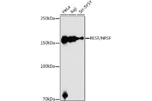 Western blot analysis of extracts of various cell lines, using REST/NRSF antibody (ABIN6133458, ABIN6146870, ABIN6146872 and ABIN6222980) at 1:1000 dilution. (REST antibody  (AA 760-1060))