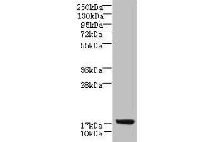 Western blot All lanes: LLCFC1 antibody at 3. (Uncharacterized Protein C7orf34 (LLCFC1) (AA 29-122) antibody)