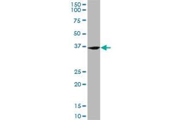 FZR1 antibody  (AA 1-493)