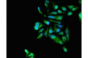 Immunofluorescent analysis of Hela cells using ABIN7154490 at dilution of 1:100 and Alexa Fluor 488-congugated AffiniPure Goat Anti-Rabbit IgG(H+L) (GAS7 antibody  (AA 1-153))