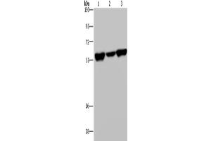 Western Blotting (WB) image for anti-Apoptosis Inhibitor 5 (API5) antibody (ABIN2431525)