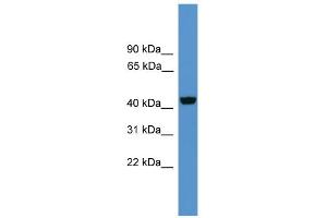 Western Blotting (WB) image for anti-Wingless-Type MMTV Integration Site Family, Member 10A (WNT10A) (Middle Region) antibody (ABIN2776724)