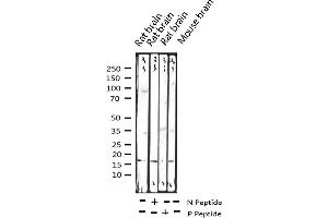 Western blot analysis of Phospho-Histone H3. (Histone H3.1 antibody  (pSer10))