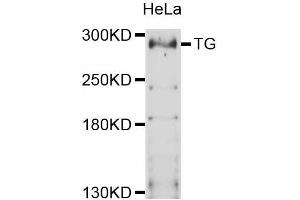 Western blot analysis of extracts of HeLa cells, using TG antibody (ABIN5999034) at 1:3000 dilution. (Thyroglobulin antibody)