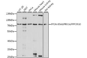Western blot analysis of extracts of various cell lines, using PP2A-B56δ/PR61δ/PP2A-B56δ/PR61δ/PPP2R5D antibody (ABIN7269690) at 1:1000 dilution. (PPP2R5D antibody  (AA 450-550))
