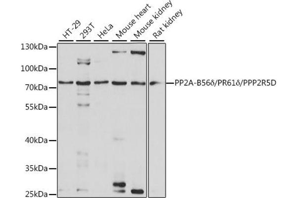 PPP2R5D Antikörper  (AA 450-550)