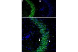 Expression of P2RY1 in mouse brain - Immunohistochemical staining of mouse hippocampus using Anti-P2Y1 Receptor (extracellular)-ATTO Fluor-488 Antibody (ABIN7043585), (1:80). (P2RY1 antibody  (Extracellular) (Atto 488))