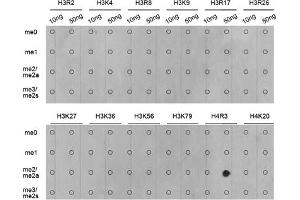 Dot-blot analysis of all sorts of methylation peptides using Asymmetric DiMethyl-Histone H4-R3 antibody (ABIN3016059, ABIN3016060, ABIN3016061, ABIN1680261 and ABIN6219537). (Histone H4 antibody  (2meArg3))