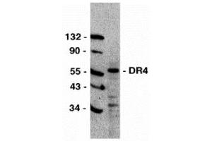 Western Blotting (WB) image for anti-Drought-Repressed 4 Protein (DR4) (C-Term) antibody (ABIN1030366) (DR4 antibody  (C-Term))
