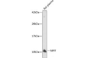 Western blot analysis of extracts of Rat plasma using NPFF Polyclonal Antibody at dilution of 1:500. (Neuropeptide FF antibody)