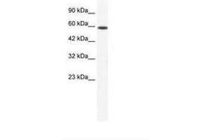Image no. 1 for anti-DEAD (Asp-Glu-Ala-Asp) Box Polypeptide 5 (DDX5) (N-Term) antibody (ABIN202815) (DDX5 antibody  (N-Term))