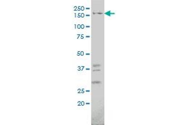 IQGAP1 antibody  (AA 611-710)