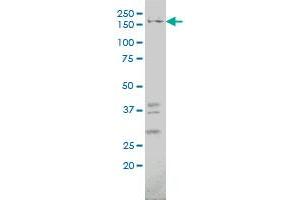IQGAP1 antibody  (AA 611-710)