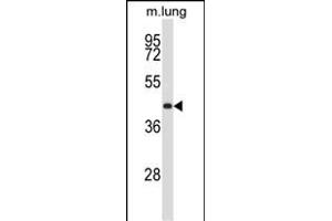 Mouse Prkx Antibody (N-term) (ABIN658005 and ABIN2846948) western blot analysis in mouse lung tissue lysates (35 μg/lane). (PRKX antibody  (N-Term))