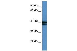 WB Suggested Anti-HNRPAB  Antibody Titration: 0. (HNRNPAB antibody  (C-Term))