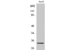 Western Blotting (WB) image for anti-ATP Synthase, H+ Transporting, Mitochondrial Fo Complex, Subunit D (ATP5H) (C-Term) antibody (ABIN3179885) (ATP5H antibody  (C-Term))