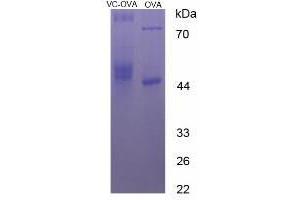 Image no. 2 for Ascorbic Acid (Vitamin C) protein (Ovalbumin) (ABIN1880288)
