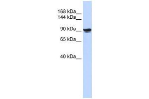 Western Blotting (WB) image for anti-Actin, alpha 1, Skeletal Muscle (ACTA1) antibody (ABIN2460042) (Actin antibody)