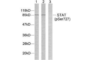 Western blot analysis of extracts from HeLa cells using STAT3 (phospho-Ser727) antibody (E011046). (STAT3 antibody  (pSer727))