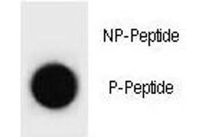 Dot Blot (DB) image for anti-Cyclin-Dependent Kinase Inhibitor 1B (p27, Kip1) (CDKN1B) (pThr197) antibody (ABIN3030634)