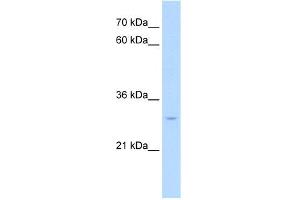 Western Blotting (WB) image for anti-Nuclear Receptor Subfamily 5, Group A, Member 2 (NR5A2) (Middle Region) antibody (ABIN2779697)