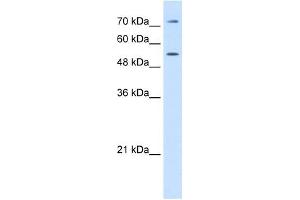 LBP antibody used at 0. (LBP antibody  (C-Term))