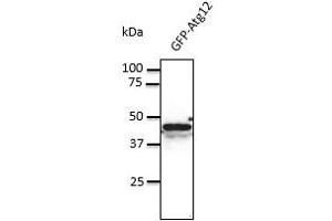 Anti-Atg12 Ab at 1/500 dilution, 293HEK teils transfected with GFP-Atg12, lysate at 100 µg per Iane, rabbit polyclonal to goat IgG (HRP) at 1/10,000 dilution, (ATG12 antibody  (N-Term))
