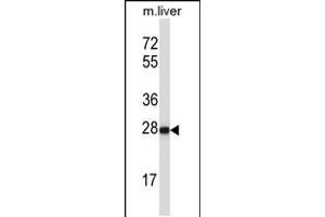 Western blot analysis in mouse liver tissue lysates (35ug/lane). (HELT antibody  (AA 131-160))