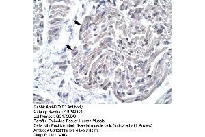 Human Muscle (FOXE3 antibody  (C-Term))