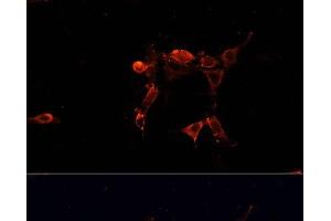 Immunofluorescence analysis of NIH/3T3 cells using ERK1 / ERK2 Polyclonal Antibody at dilution of 1:100. (ERK1/2 antibody)