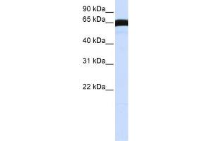 WB Suggested Anti-PLK1 Antibody Titration:  0. (PLK1 antibody  (C-Term))